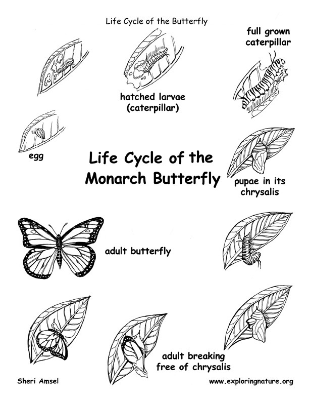 Butterfly Stages