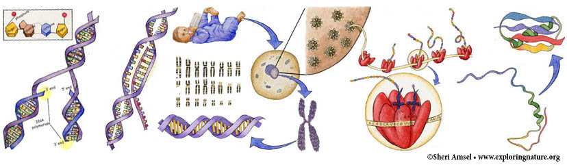 Grade 9-12 - HS-LS1 From Molecules to Organisms: Structures and Processes