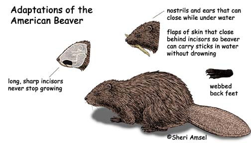 Beaver Castor Glands