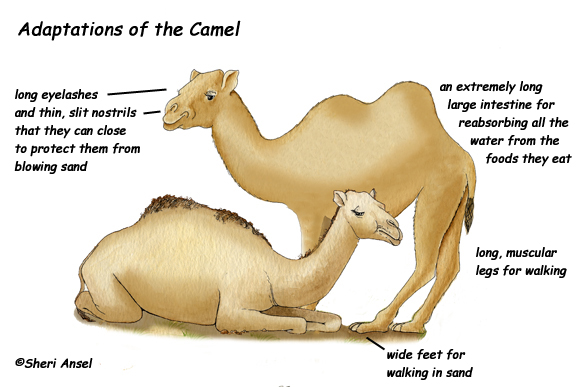 Food Camel