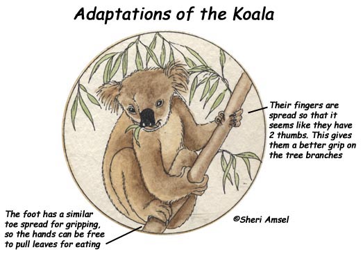 Koalas Hands