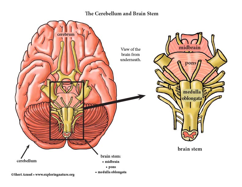 Cerebellum And Brain Stem Diagram