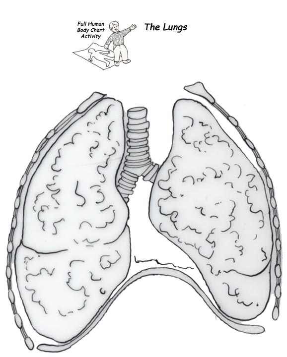 lungs outline