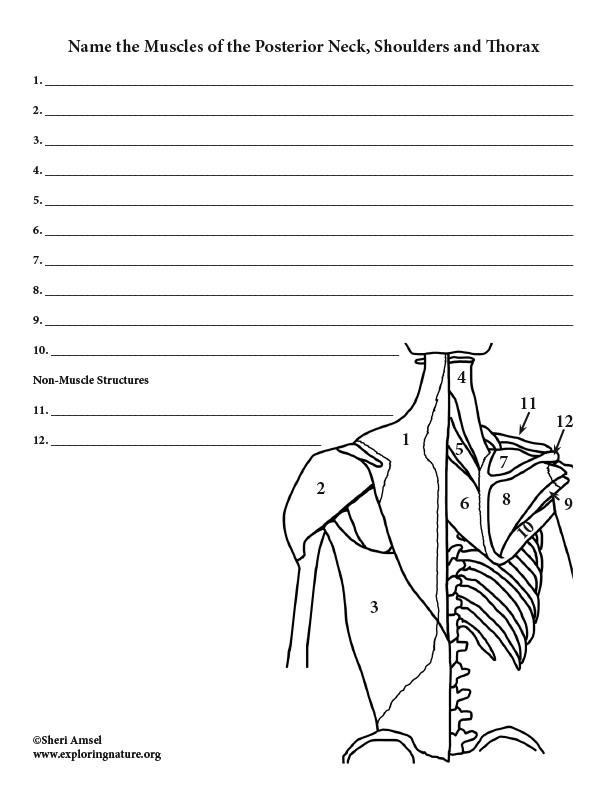 Lab 5 Muscles Of The Neck Shoulder And Thorax Posterior View Images