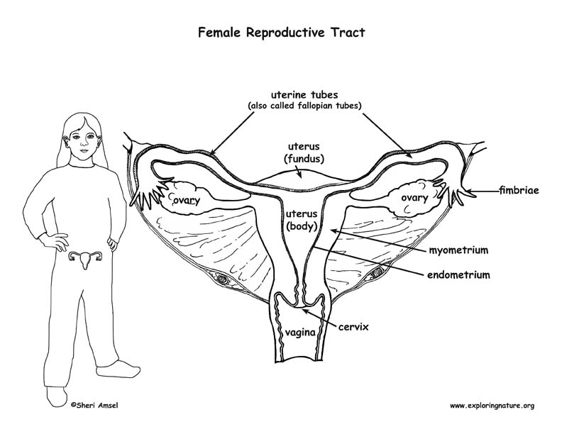 Diagram Perineum Female Reproductive Diagram Mydiagram Online