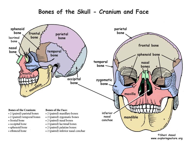 Eight Bones Of The Cranium 