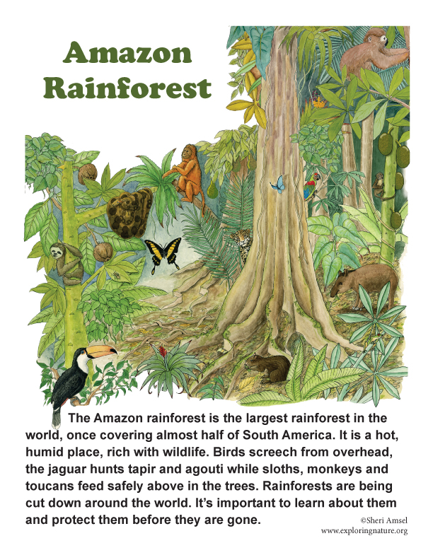 Amazon Rainforest Posters