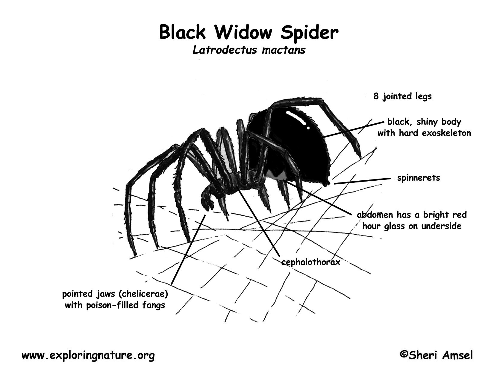 Diagram Of Black Widow Spider Kulturaupice