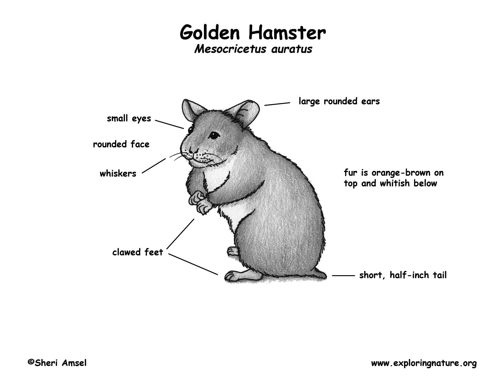 hamsters by Melissa Aguilar
