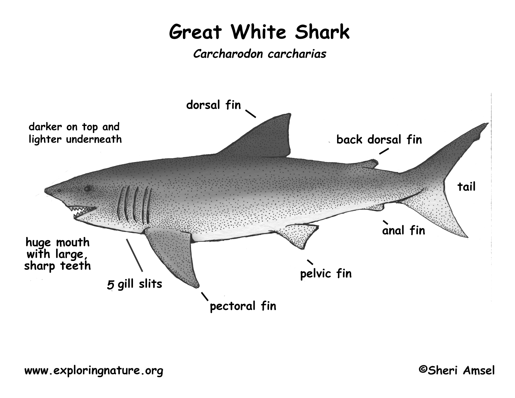 34 Great White Shark Diagram Wiring Diagram List