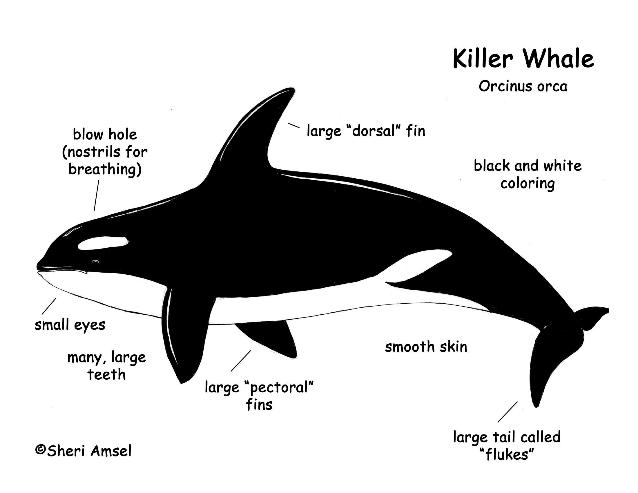 Whale (Killer) - Orca