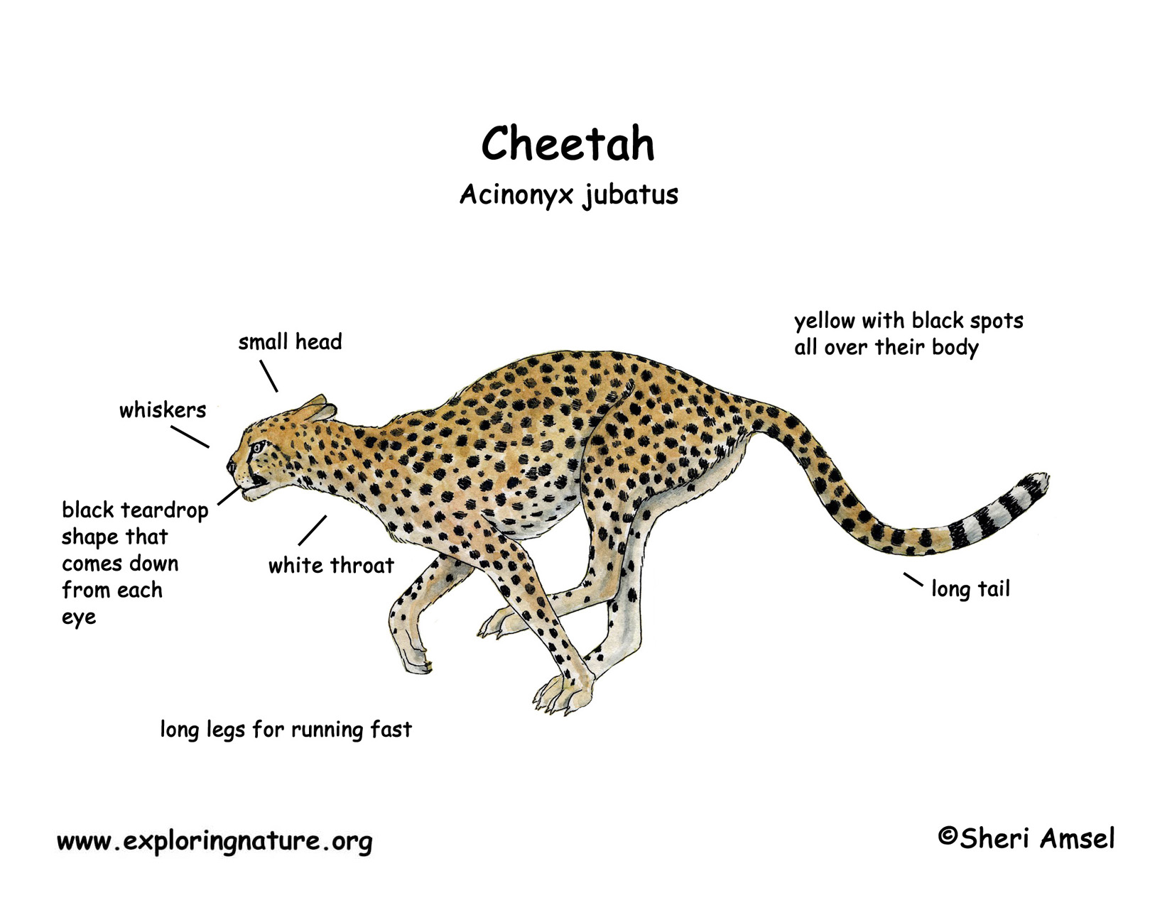 The Fastest One, Blue Edition, Cheetah Illustration - Cheetah
