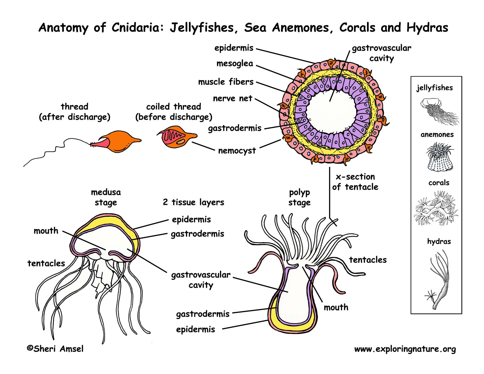 phylum cnidaria polyp