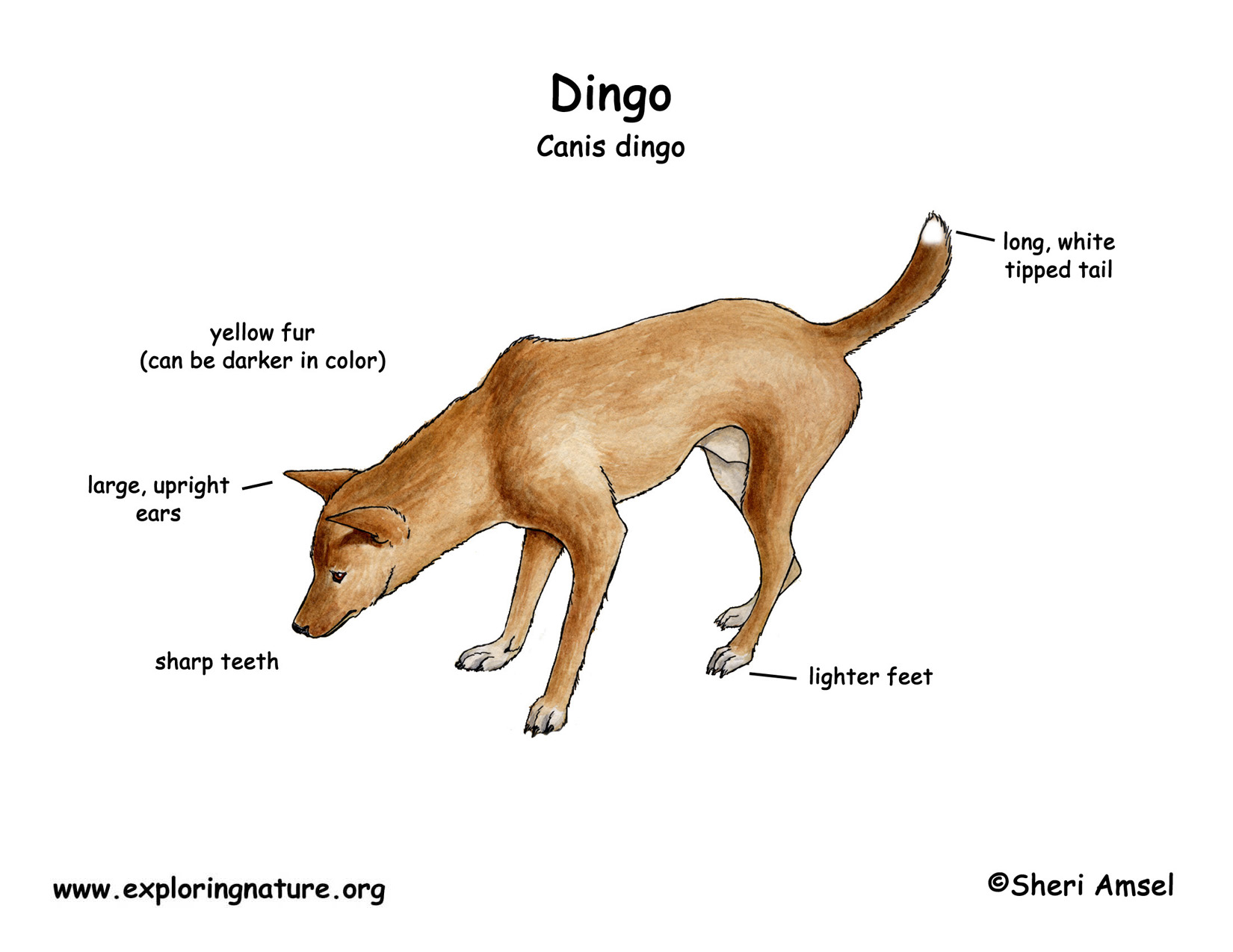 dingo fur