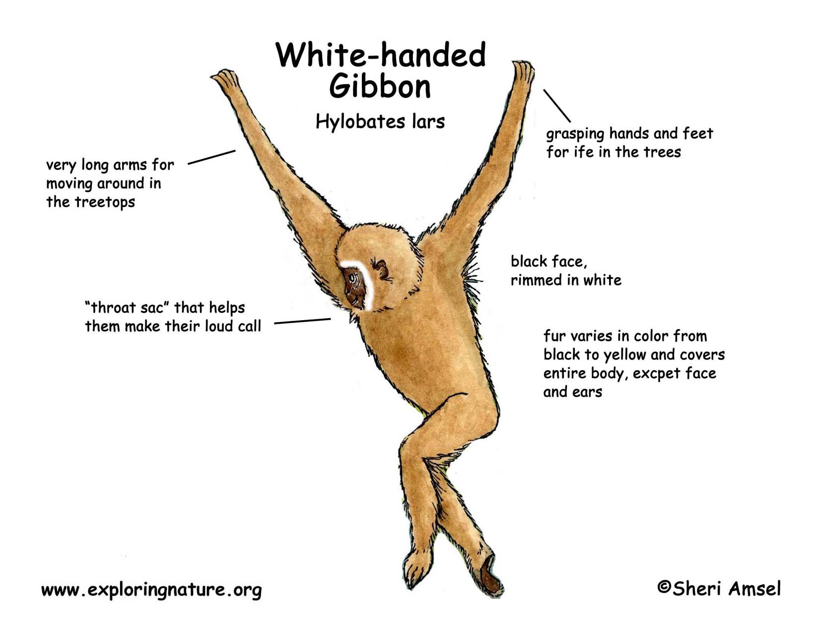 white handed gibbons