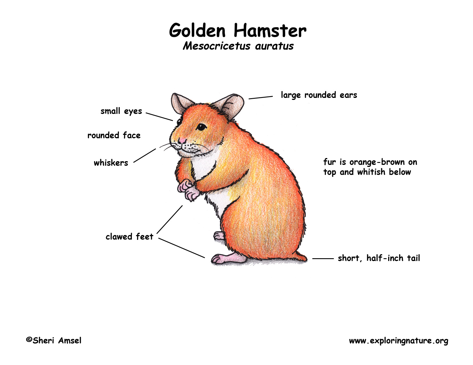hamster teeth diagram