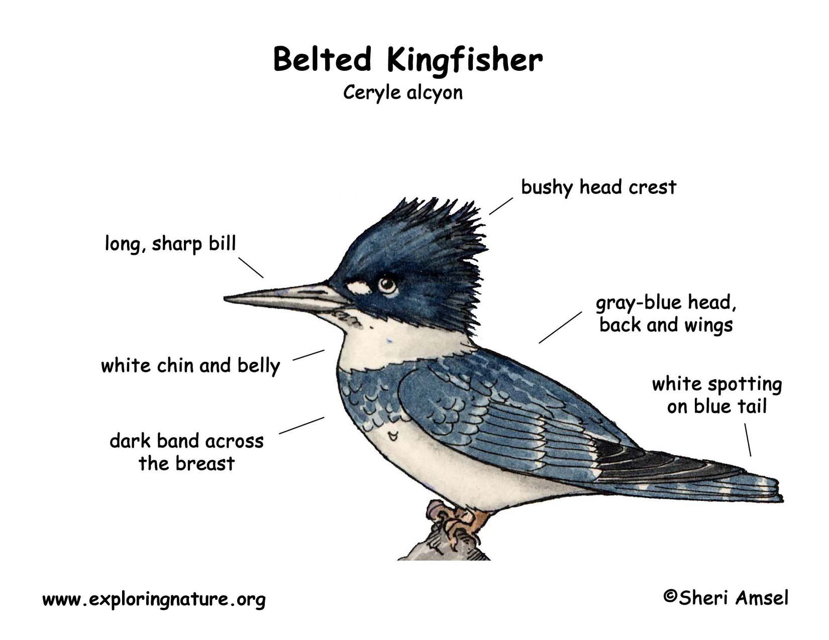 Belted Kingfisher, Second Grade Study Guide