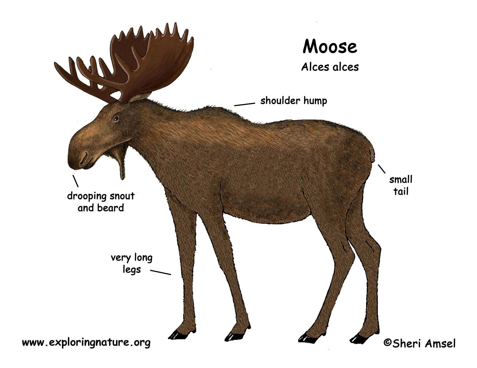 moose tail