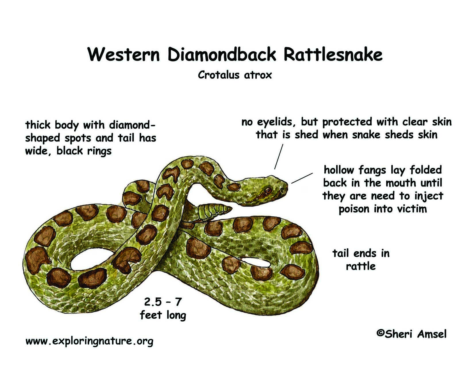 western diamondback rattlesnake fangs