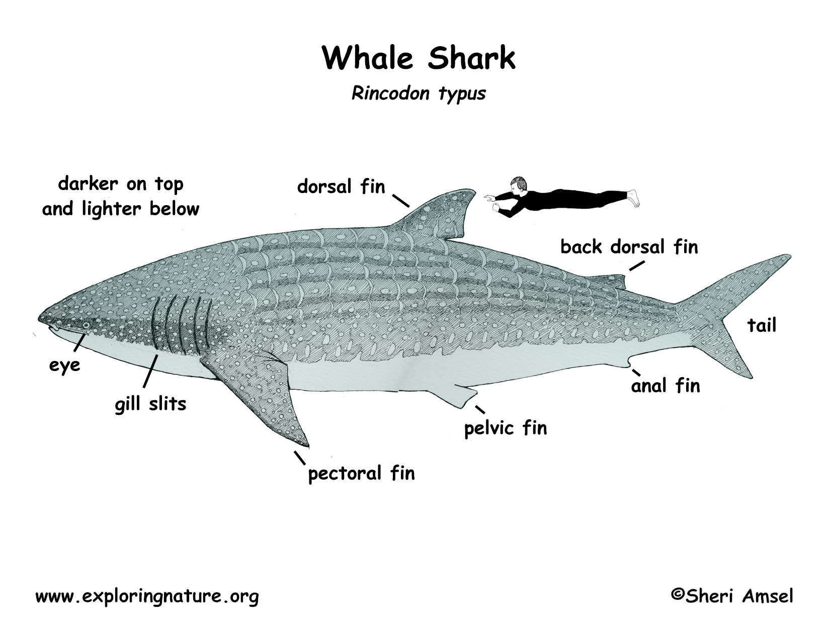 WHALE SHARK definição e significado
