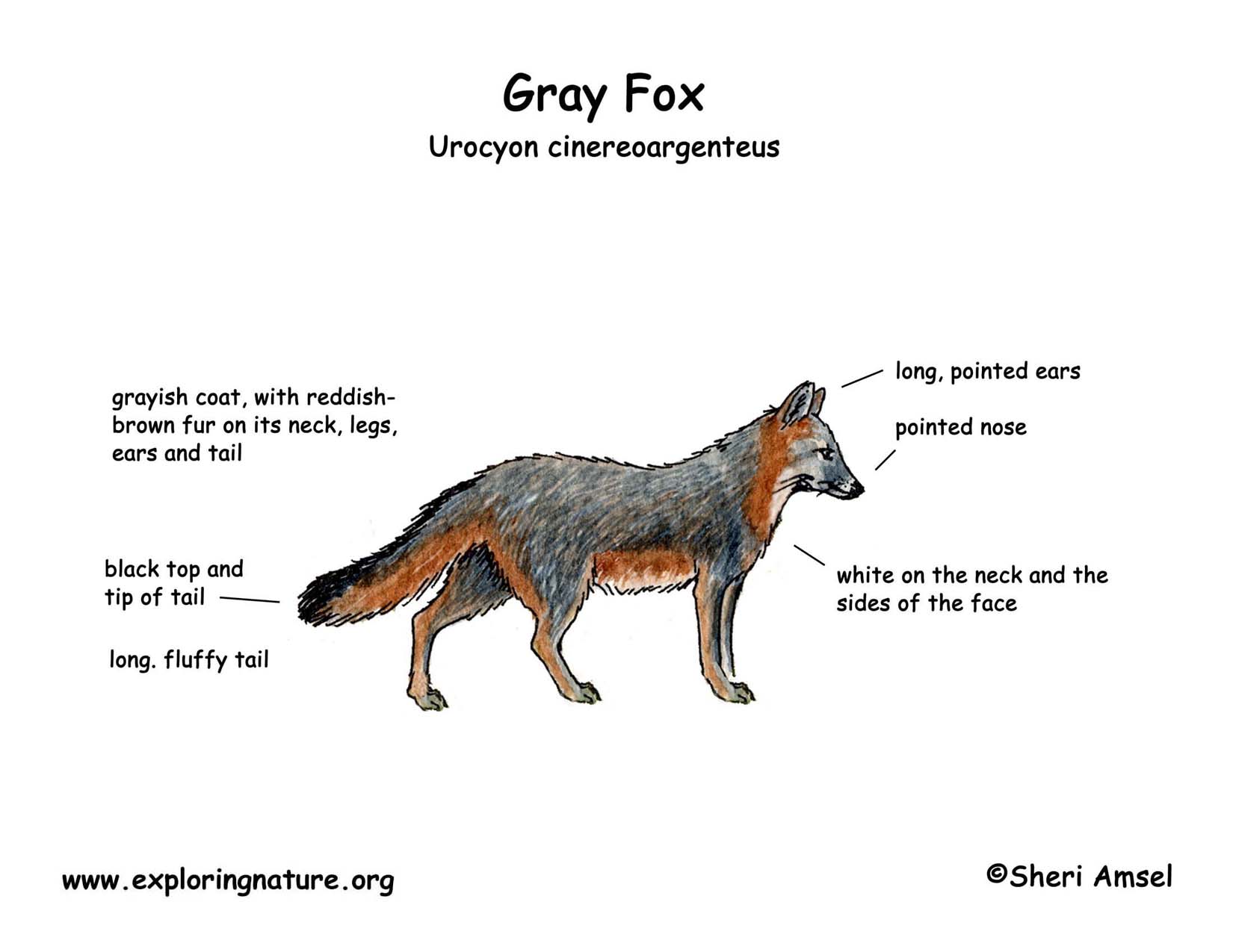 Fox Diagram