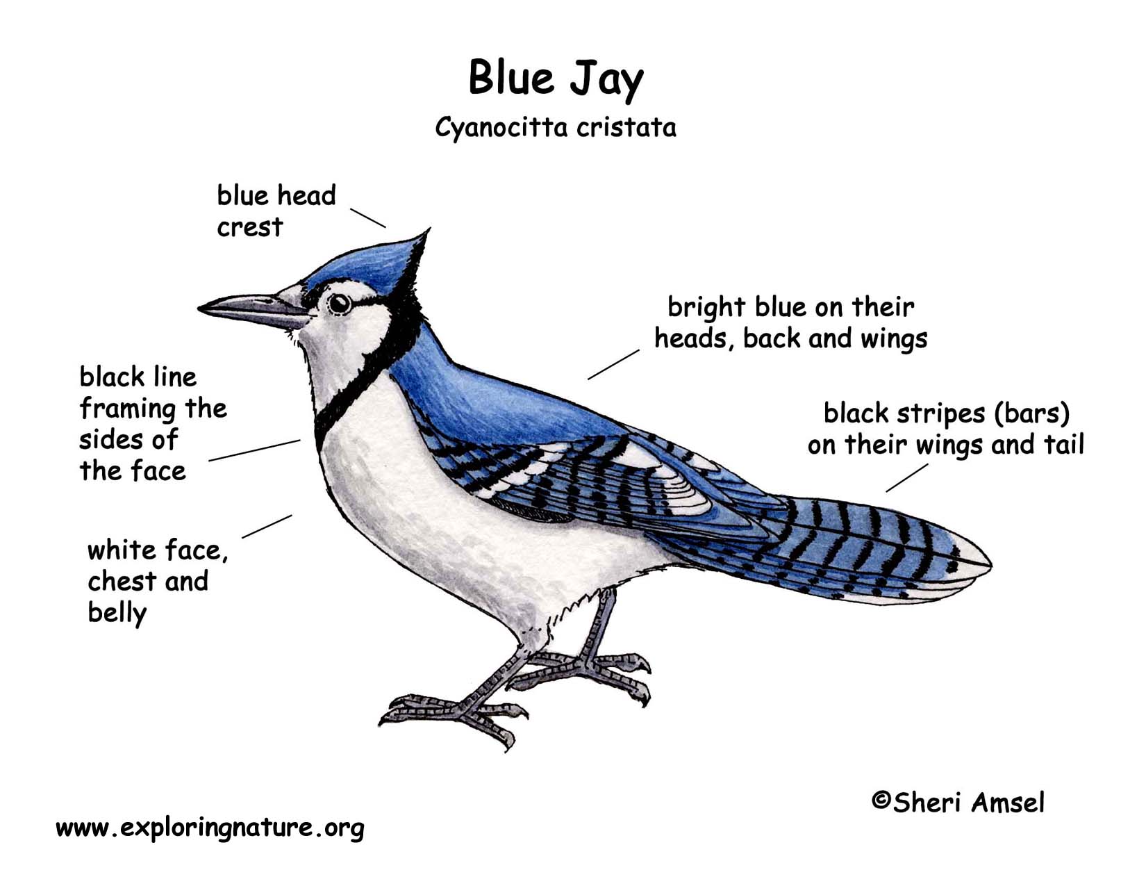 Blue Jay Diagram