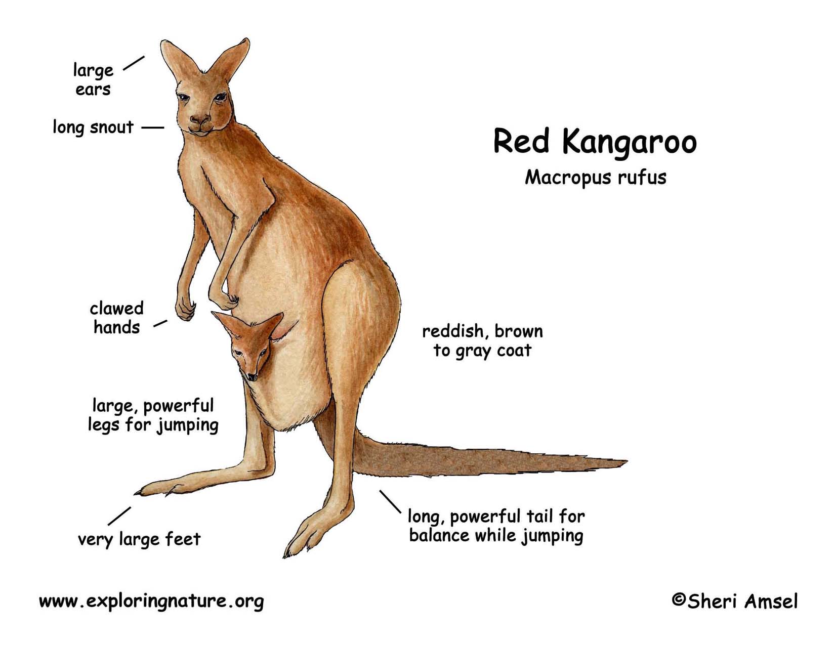 Diagram Of Kangaroo