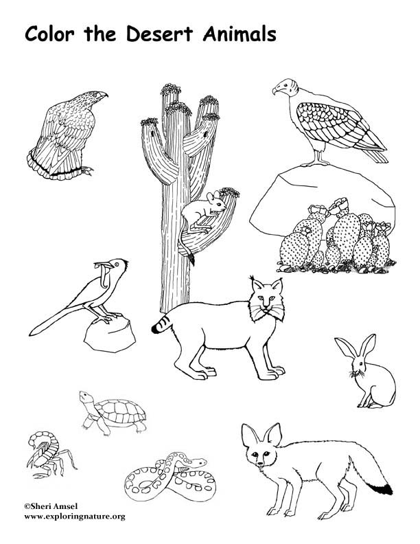 Desert Animals Coloring Page -- Exploring Nature Educational Resource