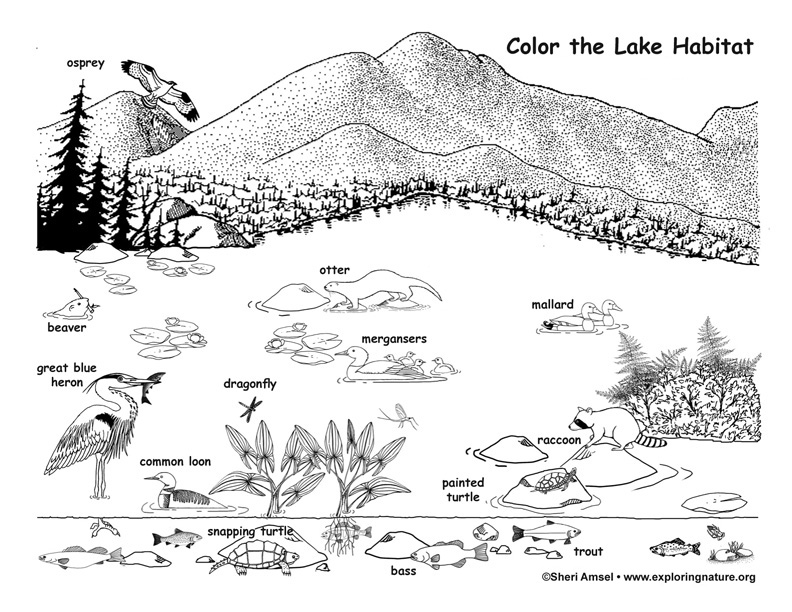 ocean habitat coloring pages free - photo #24