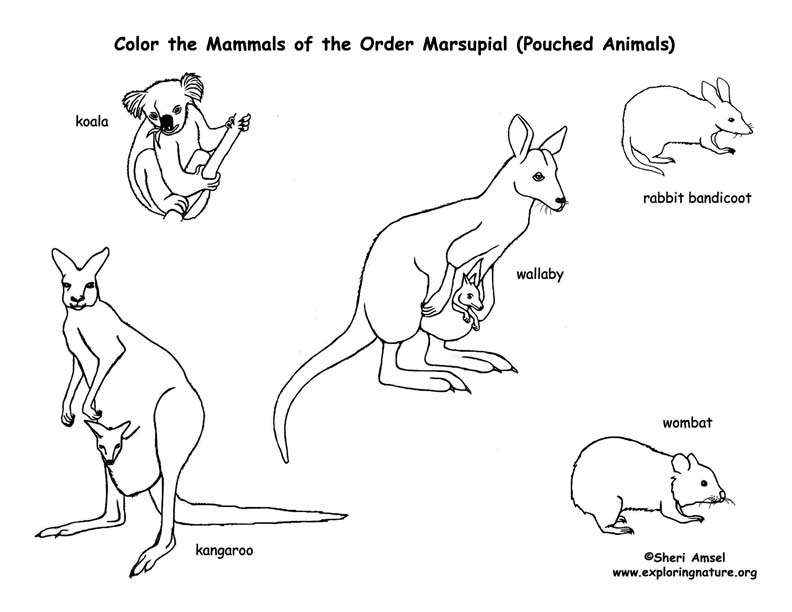 kangaroo tracks coloring pages - photo #6