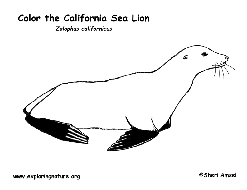 Sea Lion (California) Coloring Page