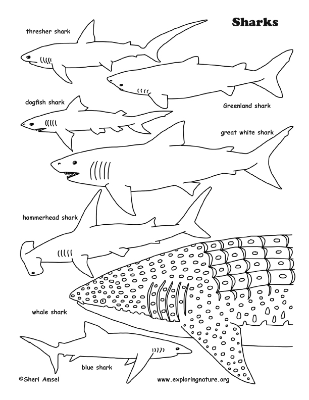 Sharks Coloring Page