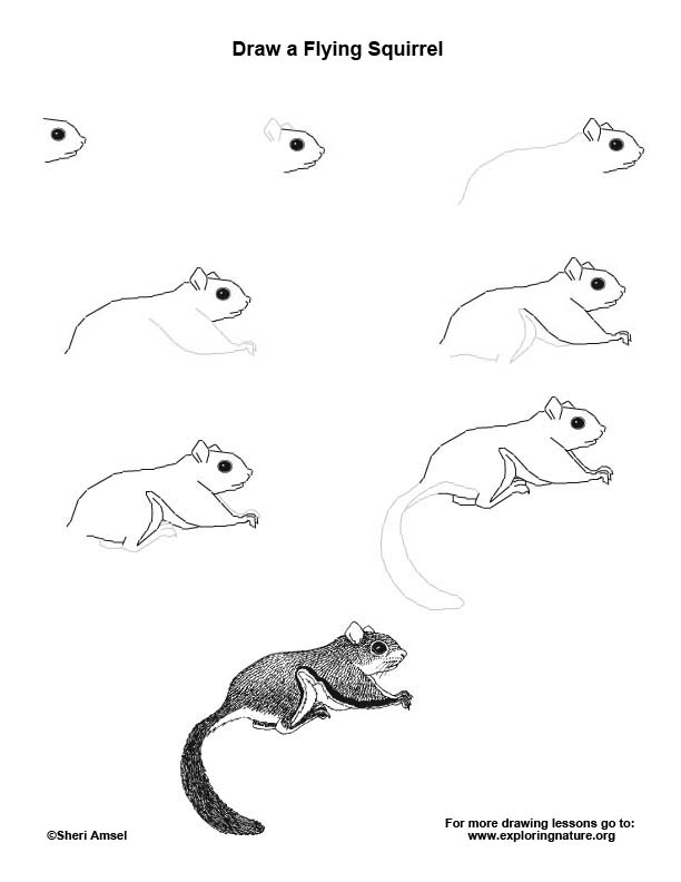 Flying Squirrel Drawing Lesson Exploring Nature Educational Resource