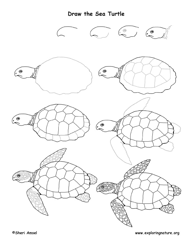 sea-turtle-drawing-lesson