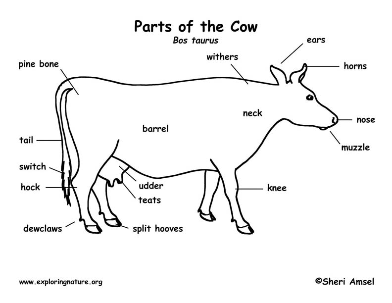 Free Download Labeled Diagram Of A Cattle