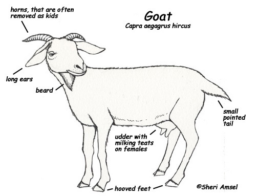 Goat -- Exploring Nature Educational Resource