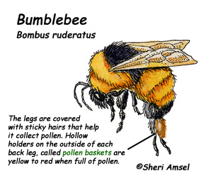 Bumble Bees Habitat