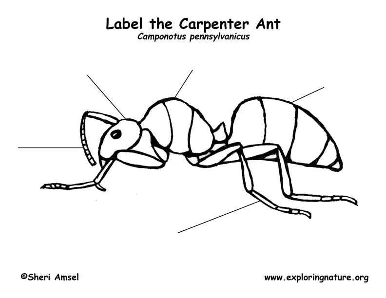 Ant (Carpenter) Labeling Page