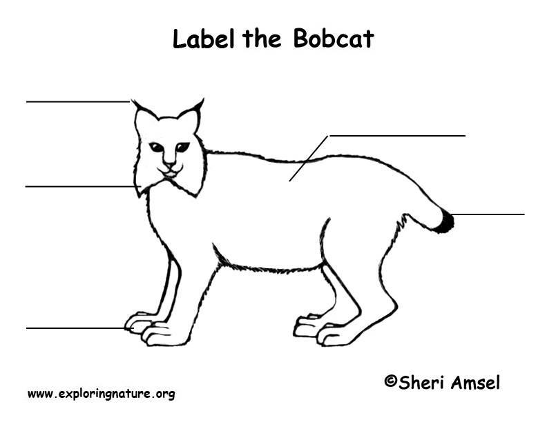 Bobcat Labeling Page