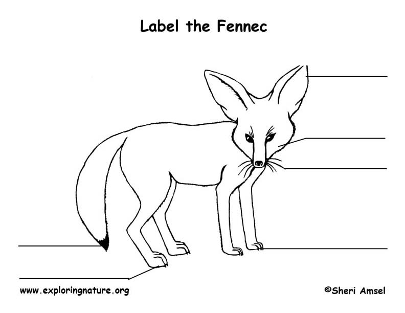 Fox (Fennec) Labeling Page