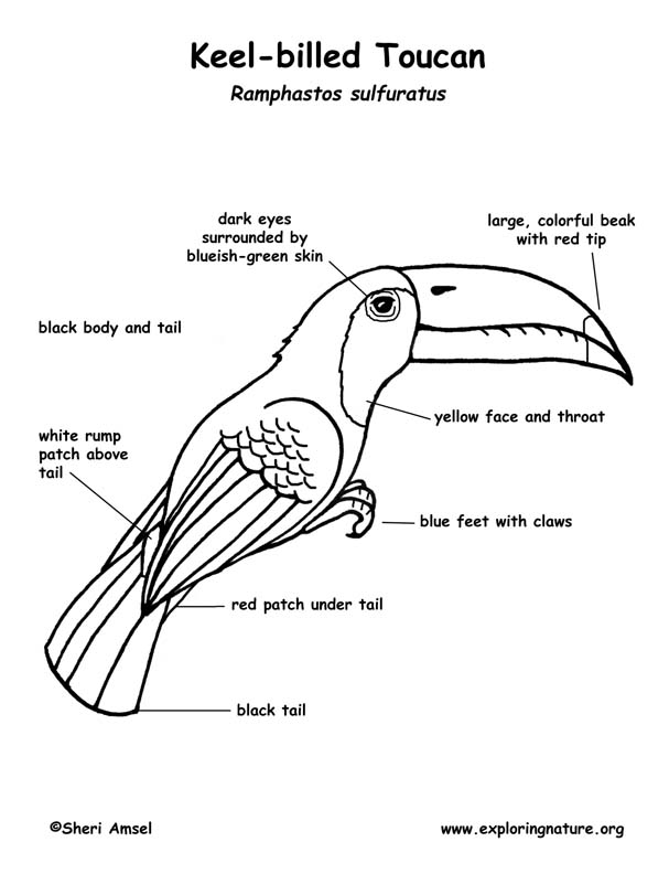 Toucan (Keel-billed) Labeling Page