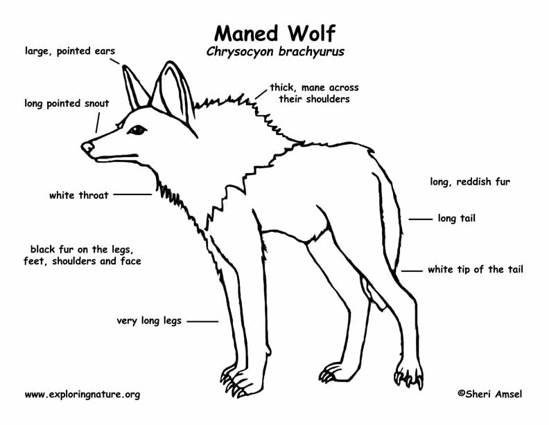 Wolf (Maned) Labeling Page