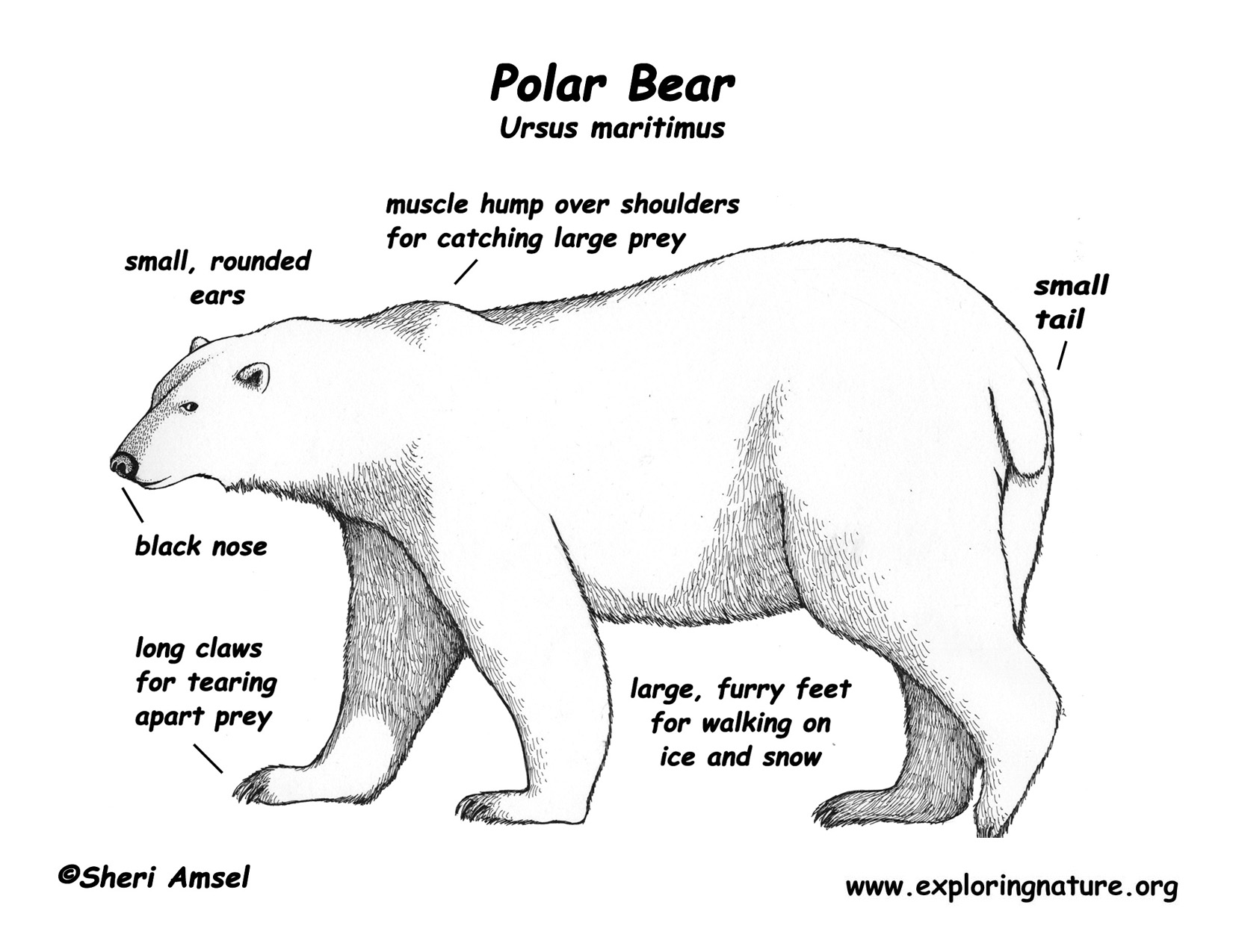Polar Bear Physiology Polar Bear Physiology Valerie Figueroa BIO/101 July