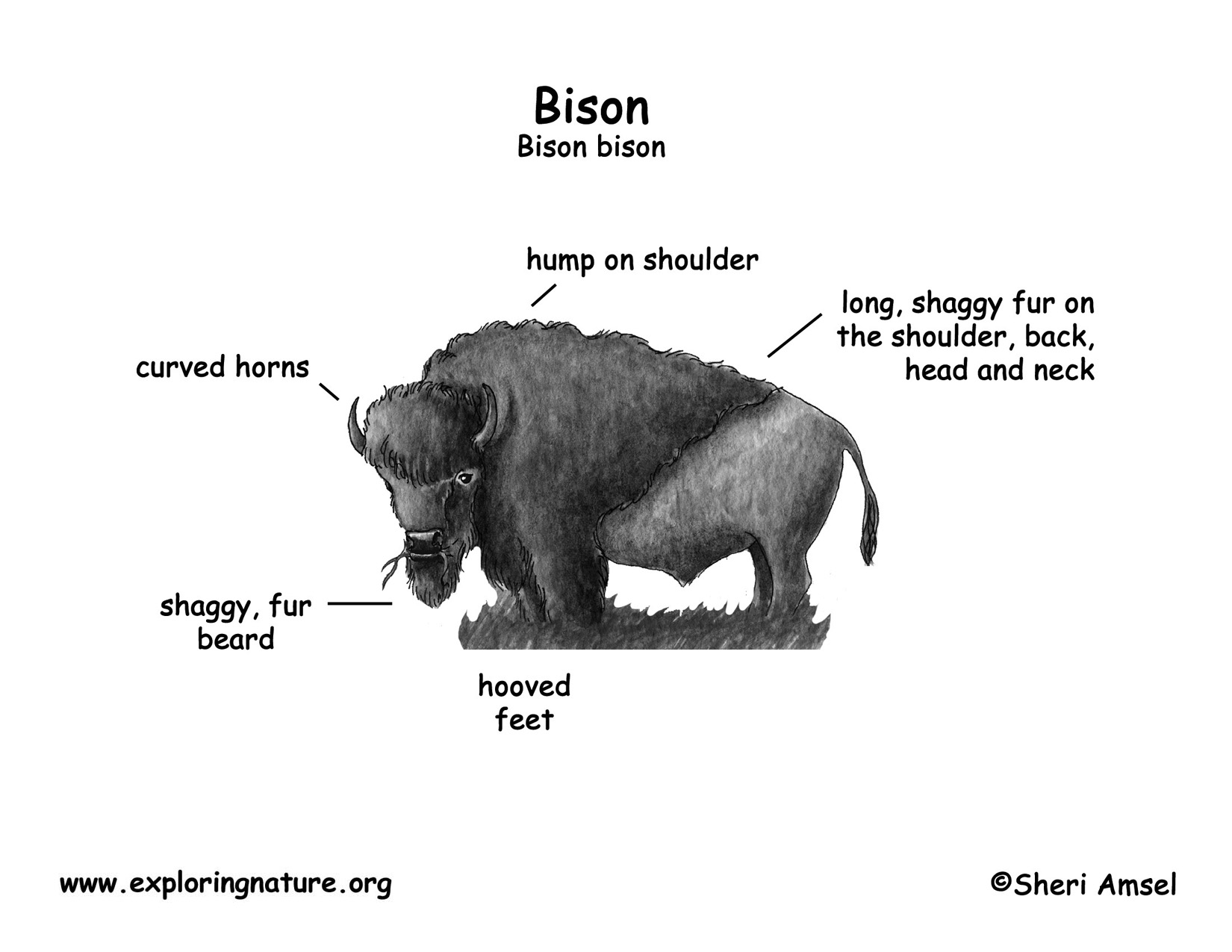 Bison Diagram