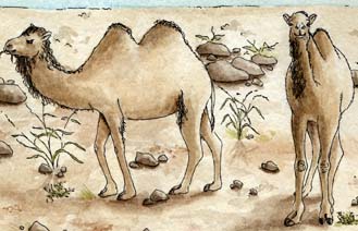 A Camels Habitat