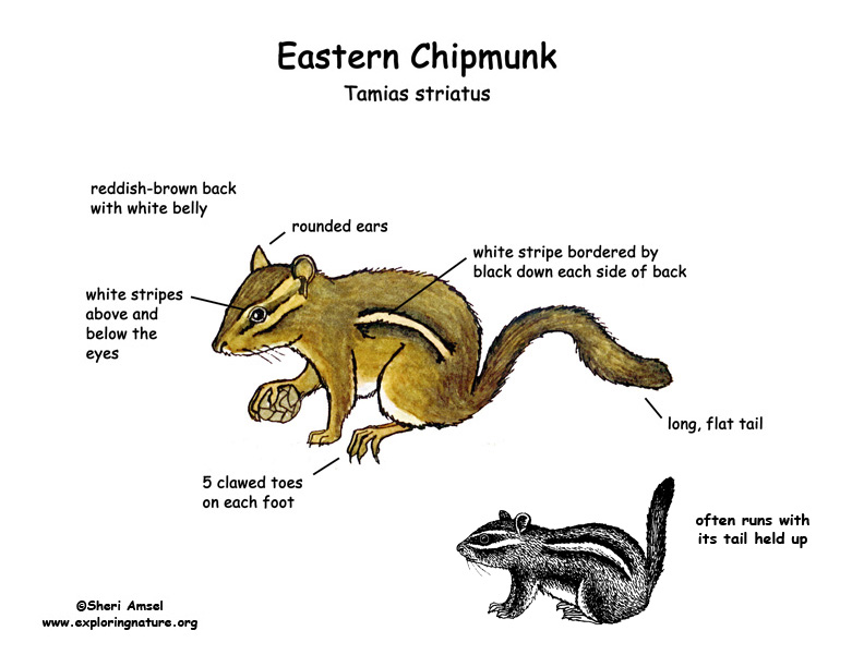 Chipmunk (Eastern)