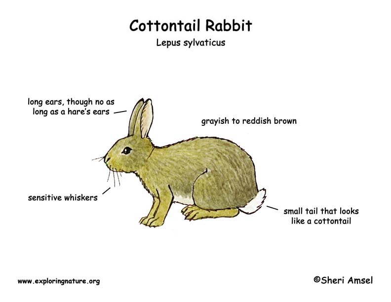 Rabbit (Cottontail)