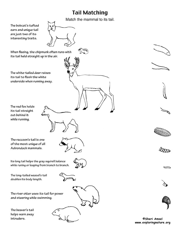 Match the Mammal to Its Tail -- Exploring Nature Educational Resource