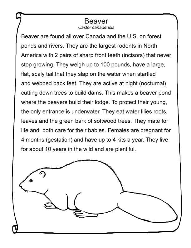 Beaver Template