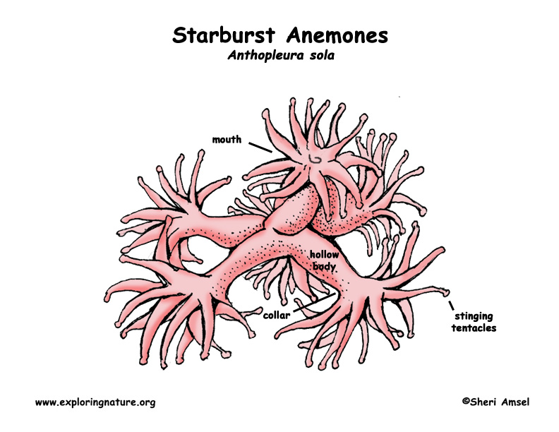 anemone diagram